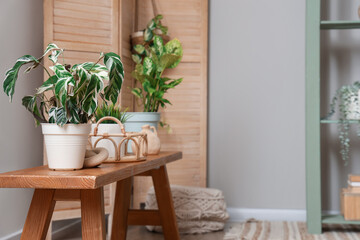 Green plants on wooden bench in room