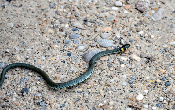 Ringelnatter schl&auml;ngelt sich auf Weg