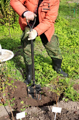 A retired farmer digs a hole for planting flowers in a flowerbed, leaning on a shovel in his garden on a sunny autumn day - color vertical photo, male arms and legs