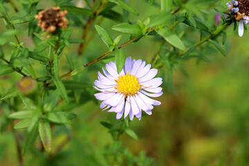 A white aster flower on a branch in an autumn garden in sunlight - color horizontal photo with space for text, close-up