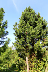 A tall cedar tree in a garden against a blue sky on a sunny summer day - color vertical photo