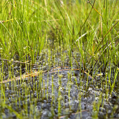 Vivid Green Bog: Nature Scene from Tano-hara Marsh