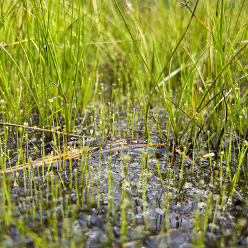 Vivid Green Bog: Nature Scene from Tano-hara Marsh