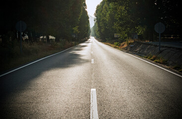 Road crossing the forest, landscape