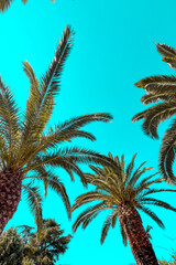 Vibrant Palm Trees Reach Towards a Bright Blue Sky During a Sunny Day in a Tropical Paradise