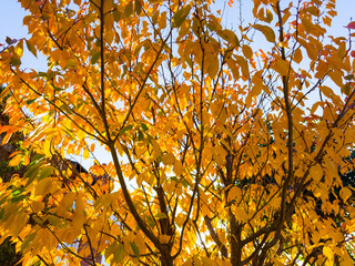 autumn leaves background