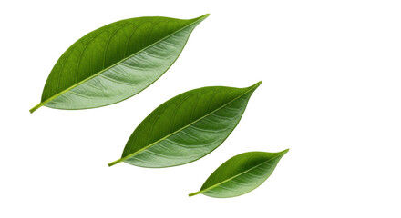 Three green leaves are isolated on transparent background, showcasing their vibrant color and texture. Three green leaves isolated on a realistic nature photography