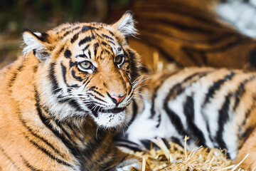 Bengal tiger in resting pose in jungle