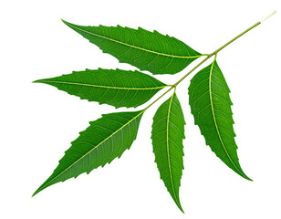 Fototapeta premium Tualang kandit, neem leaf isolated on transparent background