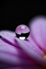 Dewdrop Perfection on a Petal Extreme macro photography of a single, perfectly spherical dewdrop resting on the velvety surface of a vibrant, smooth flower petal. The dewdrop captures a crystal clear