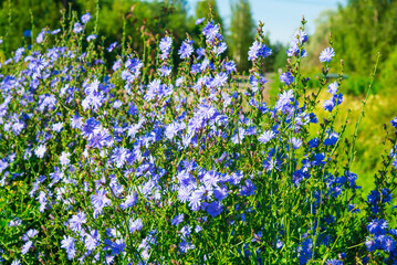 Chicory. Vibrant purple-blue flowers thriving in a wild summer meadow