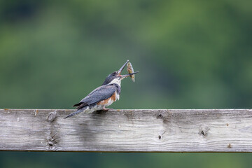 female belted kingfisher throwing fish in the air