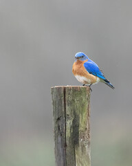 male bluebird perched on a wood fence post