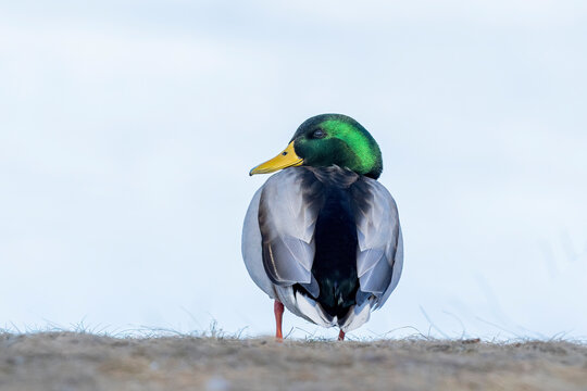 drake mallard duck looking back against a white background