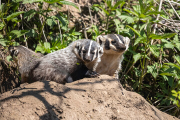 Fototapeta premium female badger with 2 cubs on top of den