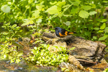 male redstart perched on a log along the waters edge