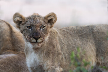 a young lion cub, making eye contact.