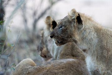 a young lion cub, making eye contact.