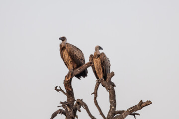 a pair of white backed vultures in golden light