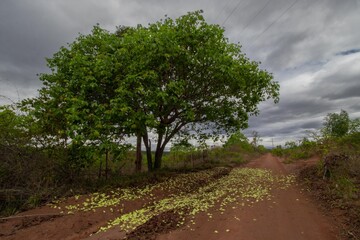 Pequi (Caryocar brasiliense), also called pequizeiro, piqui, pequiá, is a tree of the Cariocaraceae family native to the Brazilian savannah.