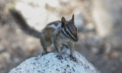Little chipmunk standing on top of a rock 