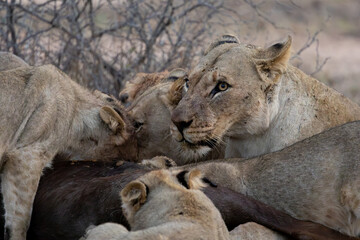 a lion pride feeding frenzy close-up