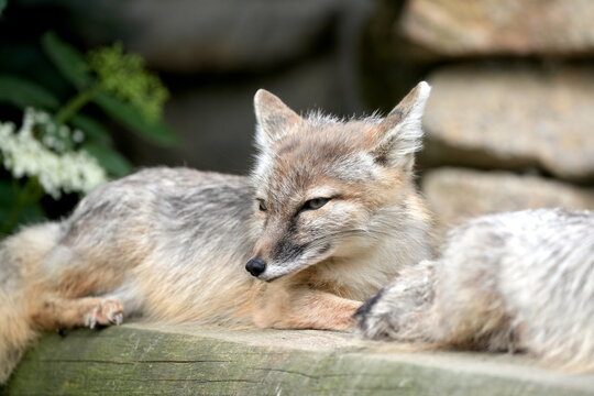 Steppenfuchs (Vulpes corsac), Korsak, Echte F&uuml;chse (Vulpini), Hunde (Canidae), Asien