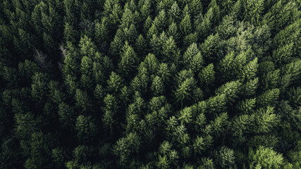Top-down aerial view of a dense evergreen forest with rich green treetops forming a natural texture. The symmetrical tree pattern and dark shadows create a dramatic and atmospheric woodland scene.