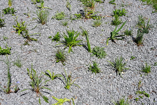 Schottergarten, Biodiversit&auml;t, sehr negativ, Umwelt, Artenvielfalt, Kiesgarten, Steingarten, einzelne Pflanzen, Klimawandel, Hitze, Klimaschutz, Umweltschutz, umweltsch&auml;dlich, trocken, Trockenheit