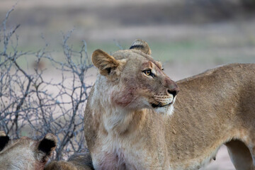 a close-up portrait of a lioness
