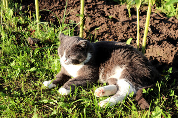 Gray cat lying near sunflower stalks in garden squinting from sun on summer day - horizontal color photo, close-up