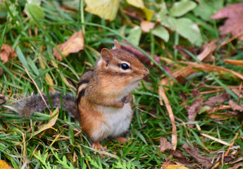 A squirrel in the garden in autumn, Sainte-Apolline, Québec, Canada