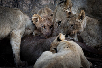 a lion pride feeding frenzy close-up