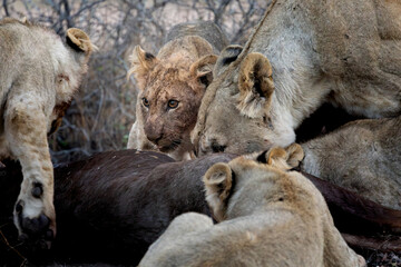 a lion pride feeding frenzy close-up