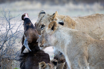 a lioness dragging the blue wildebeest carcass