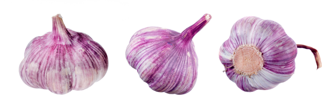 heads of garlic isolated on transparent background. natural spices