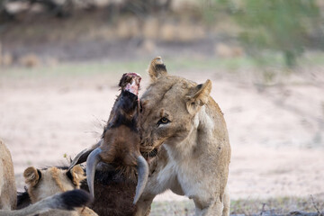 a lioness dragging the blue wildebeest carcass
