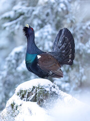 Western capercaillie / Auerhuhn (Tetrao urogallus)
