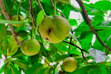 Beautiful elephant apples or chalta fruits in the garden.
