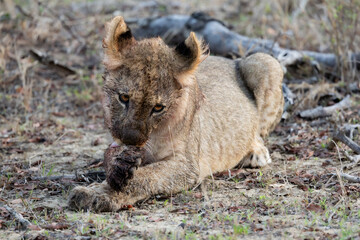 a small lion cub grooming itself