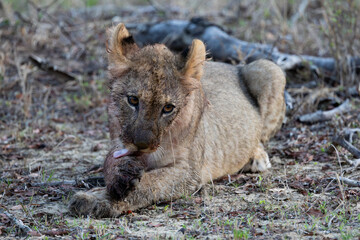 a small lion cub grooming itself