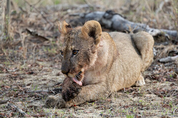 a small lion cub grooming itself
