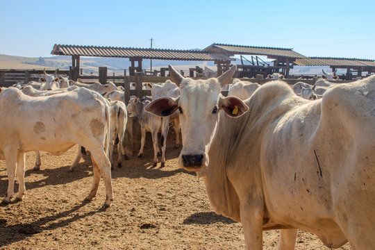 White Cattle in Rural Farm Corral under Sunny Sky