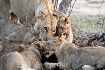 a lion pride feeding frenzy close-up