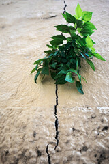 Green plant sprouting from the wall