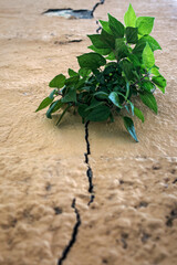 Green plant sprouting from the wall