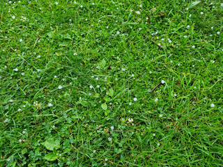 Green grass and hail texture. Natural green grass background. Lawn pattern.