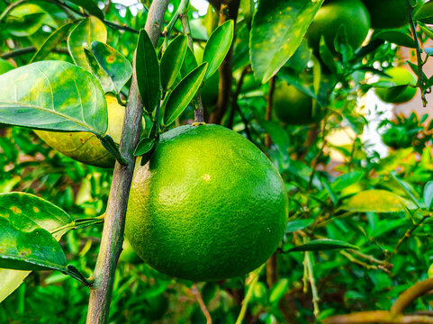 Beautiful elephant apples or chalta fruits in the garden.