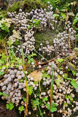coprinellus disseminatus, many little mushrooms growing on a mossy stump in the forest. Selective focus.