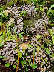 coprinellus disseminatus, many little mushrooms growing on a mossy stump in the forest. Selective focus.